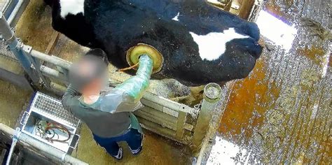 petition vache hublot l214|Action pétition Vaches à hublot .